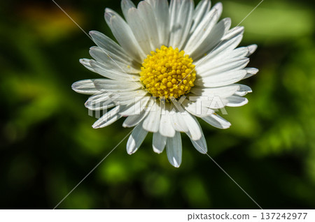 white daisy flower on the meadow close-up of green leaves developed white daisy flower on the meadow close-up of green leaves developed 137242977
