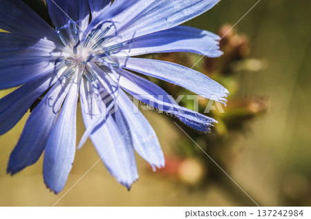 common chicory purple violet flower on the meadow close-up of green leaves developed 137242984