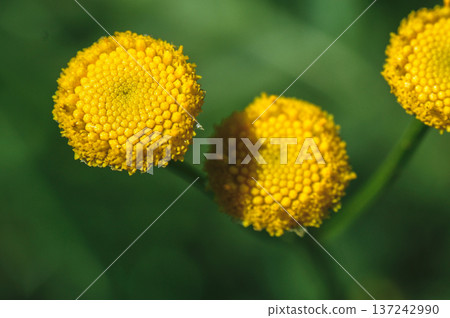 tansy yellow flower on the meadow close-up of green leaves developed tansy yellow flower on the meadow close-up of green leaves developed 137242990