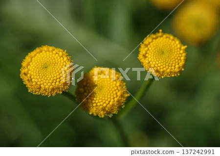 tansy yellow flower on the meadow close-up of green leaves developed 137242991