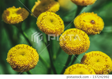 tansy yellow flower on the meadow close-up of green leaves developed tansy yellow flower on the meadow close-up of green leaves developed 137242992