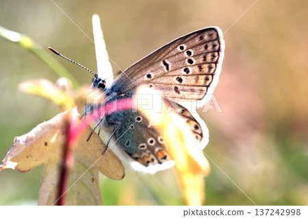 scarce large blue butterfly insect colorful wings scarce large blue butterfly insect colorful wings 137242998