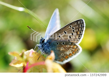 scarce large blue butterfly insect colorful wings scarce large blue butterfly insect colorful wings 137242999