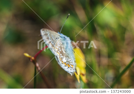 scarce large blue butterfly insect colorful wings scarce large blue butterfly insect colorful wings 137243000