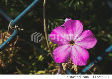 phlox flame violet purple flower in the garden close-up of green leaves developed phlox flame violet purple flower in the garden close-up of green leaves developed 137243005