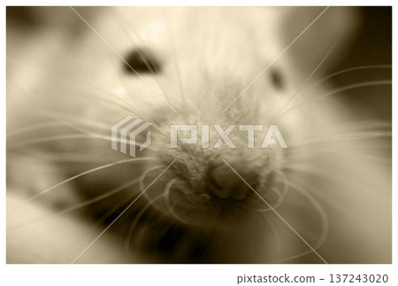 closeup mammal rodent rat snout closeup mammal rodent rat snout 137243020