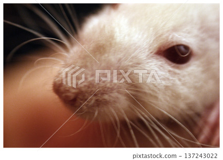 closeup mammal rodent rat snout closeup mammal rodent rat snout 137243022