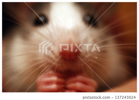 closeup mammal rodent rat snout closeup mammal rodent rat snout 137243024