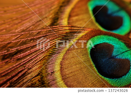 peacock feather peacock eye closeup 137243026