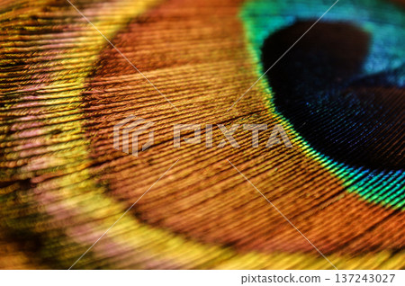 peacock feather peacock eye closeup peacock feather peacock eye closeup 137243027