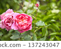 粉紅玫瑰博斯科貝爾 137243047