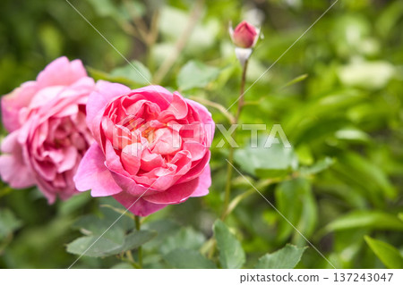Pink Rose Boscobel Pink Rose Boscobel 137243047