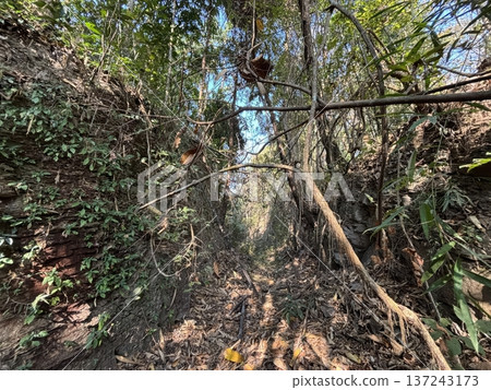 Dense Tropical Jungle Path with Hanging Vines and Overgrown Earth Embankments 137243173