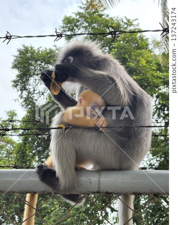 Dusky Leaf Monkey Mother with Bright Orange Infant on Barbed Wire Fence Dusky Leaf Monkey Mother with Bright Orange Infant on Barbed Wire Fence 137243174