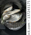 Freshly Caught Tilapia and Silver Barb Fish in a Black Bucket After Fishing 137243175