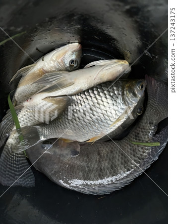 Freshly Caught Tilapia and Silver Barb Fish in a Black Bucket After Fishing 137243175