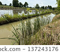 Rural irrigation canal in a green rice field landscape under a cloudy sky in Thailand. 137243176