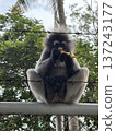 Spectacled Leaf Monkey Dusky Langur Eating Banana on Barbed Wire Fence 137243177
