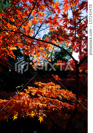 Momiji在秋葉上色了 137243478