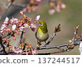 日本繡眼鳥吸食櫻花花蜜 137244517