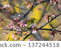 白眼春櫻花 137244518