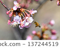 蜜蜂櫻花 137244519