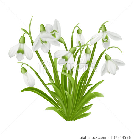 Snowdrop Flower Cluster Isolated composition Snowdrop Flower Cluster Isolated composition 137244556