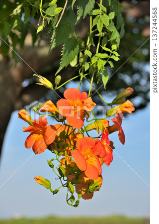 Nausuz Kazura 137244568