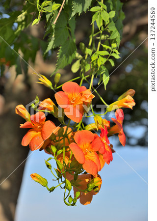 Nausuz Kazura 137244569