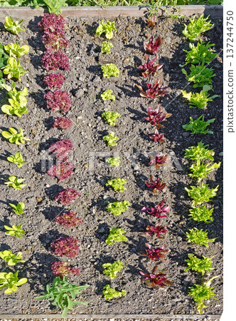 young red and green lettuce plants young red and green lettuce plants 137244750