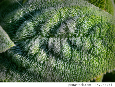 dew drops on salge plant dew drops on salge plant 137244751