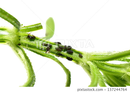 A colony of aphids on a green branch of grass. 137244764