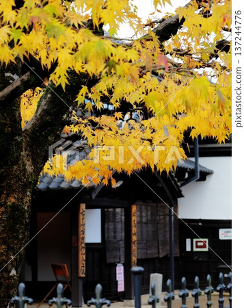 高山市紀念館入口和金黃色的秋葉 高山市紀念館入口和金黃色的秋葉 137244776