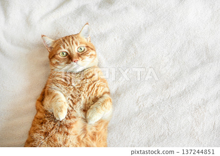 Ginger cat lying on soft white blanket, top view, copy space. 137244851