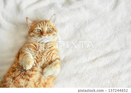 Ginger cat lying on soft white blanket, top view, copy space. Ginger cat lying on soft white blanket, top view, copy space. 137244852