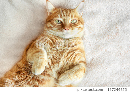 Ginger cat lying on soft white blanket, top view, copy space. Ginger cat lying on soft white blanket, top view, copy space. 137244853
