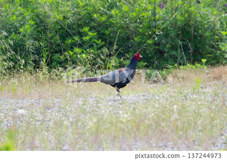 pheasant pheasant 137244973