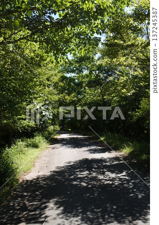 Farm road, road, asphalt, shade Farm road, road, asphalt, shade 137245387