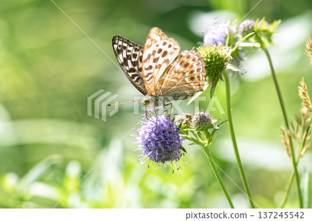 Butterfly silver-washed fritillary (Argynnis paphia) feeding on purple wildflower. 137245542