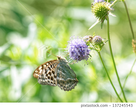 Butterfly silver-washed fritillary (Argynnis paphia) female form valesina on purple flower. 137245543
