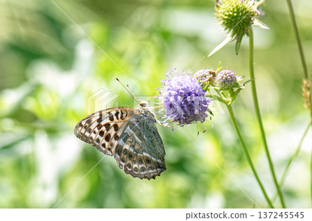 Butterfly silver-washed fritillary (Argynnis paphia) female form valesina on purple flower. Butterfly silver-washed fritillary (Argynnis paphia) female form valesina on purple flower. 137245545