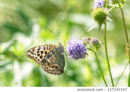 Butterfly silver-washed fritillary (Argynnis paphia) female form valesina on purple flower. 137245547