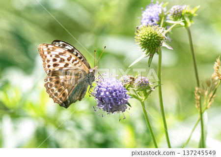 Butterfly silver-washed fritillary (Argynnis paphia) female form valesina on purple flower. 137245549