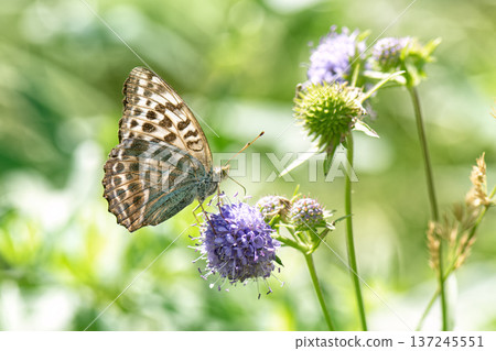 Butterfly silver-washed fritillary (Argynnis paphia) female form valesina on purple flower. Butterfly silver-washed fritillary (Argynnis paphia) female form valesina on purple flower. 137245551