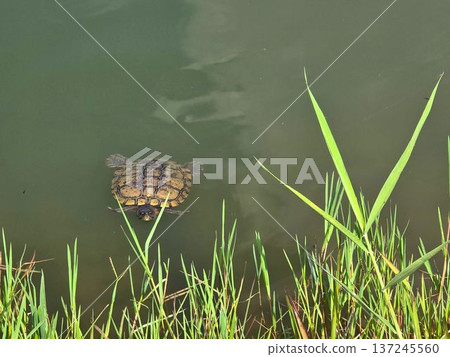 A turtle that makes a face from the water surface A turtle that makes a face from the water surface 137245560