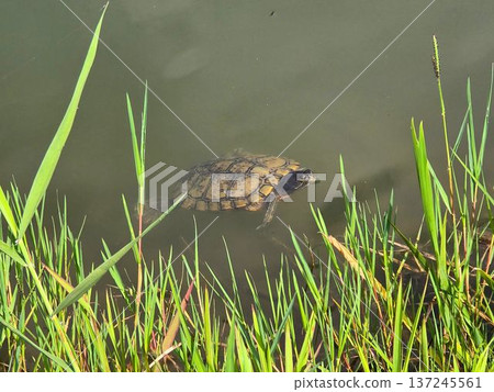 從水面製作面孔的烏龜 137245561
