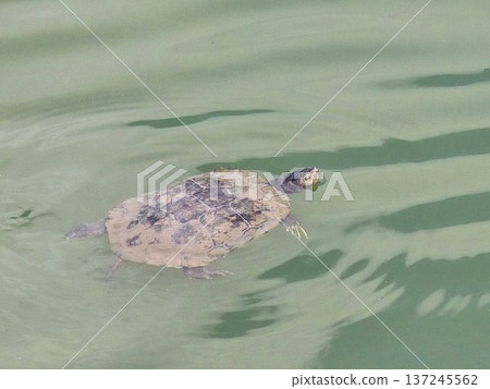 A turtle that makes a face from the water surface 137245562
