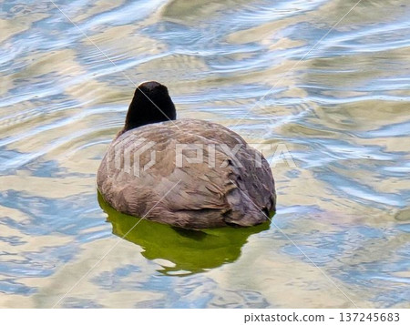 A coot swimming gracefully in a park pond 137245683