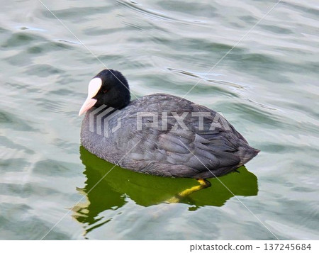 A coot swimming gracefully in a park pond 137245684
