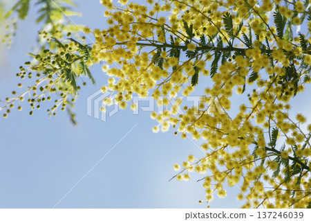 藍天下盛開的含羞草，春意盎然的背景，橫幅構圖，留有空白區域。 137246039